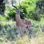impala
