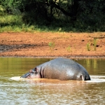 nijlpaard