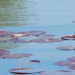 Voorjaar in Harmelen