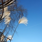 olifantengras in de kerstzon