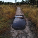 Regenplas, even wachten met zijn allen.