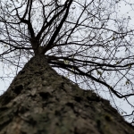 Even een boom knuffelen.