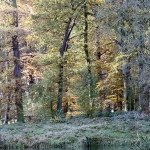 Boslandschap (fdb2718)