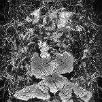 Mandarijnschil (d5525)