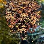 Herfst aan het Water (d2625)