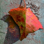 Herfstblaadje (d0725)