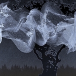 Gesluierde boom (d0224)