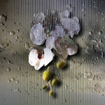 Phalaenopsis 2 (d0822)