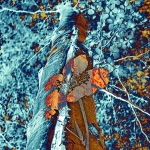 De beuk erin (d1021)