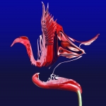 Transmorfosemetaformatie (d1318)