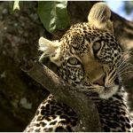 Adolescent leopard