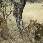 Leeuwen in Lake Manyara