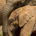 Elephant love, Ithumba, Kenya