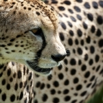 Portret van een cheetah