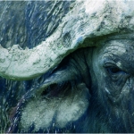 Portret van een buffel, Tanzania