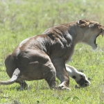 After mating - expression of a lioness