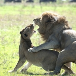 mating lions