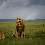 broederliefde, Masai Mara, Kenia