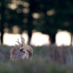 Roe in a beautiful setting at National Park De Hoge Veluwe