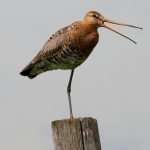 Godwit in nature reserve