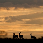 Deer in the sunset
