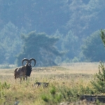 Mouflon at the National Park De Hoge Veluwe