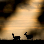 Deer at sunset.