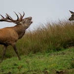 Rutting deer with female
