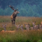 Red deer with its harem.