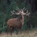 The rutting of a red deer.