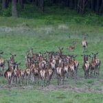 A herd of roe with fawns.
