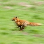 Fox in full speed.