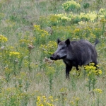 Boar surrounded by flowers.