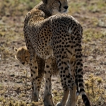 Cheetah met jong.