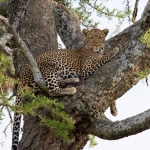 Leopard in a tree.
