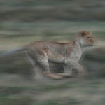 A lioness on the move.