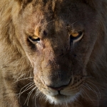 Portret van een leeuwin.