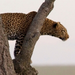 Leopard jumps from a tree, Serengeti.
