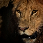 Close-up of a lioness on the hunt.