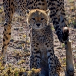 Cheetah welp zoekt bescherming, Serengeti NP.