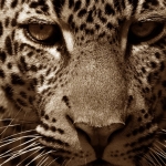 Close-up of a leopard, Masai Mara, Kenia.
