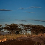 Lioness sleeping in the moonlight, Tanzania.