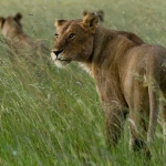 Lioness in the rain, Ngorongoro Crater, Tanzania.