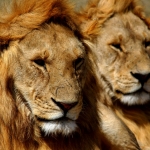 Twee broers, leeuwen in de Masai Mara, Kenia.