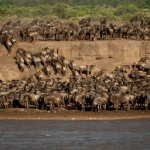 The crossing of the migration. Mara River, Kenya