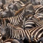 Zebra's tijdens de grote migratie. Serengeti NP, Tanzania.