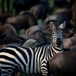 Zebra amongst wildebeest, migration Serengeti NP., Tanzania.