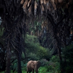 Elephant in the bush on the banks of the Ewaso Nyero.