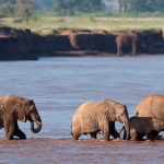 Elephants cross the Ewaso Nyero, Samburu, Kenya.