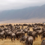 Kudde gnoe's in de Ngorongorokrater, Tanzania.